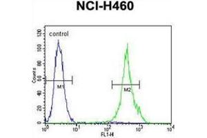 Flow cytometric analysis of NCI-H460 cells using Mastermind-Like Protein 1 Antibody (Center) Cat. (MAML1 antibody  (Middle Region))
