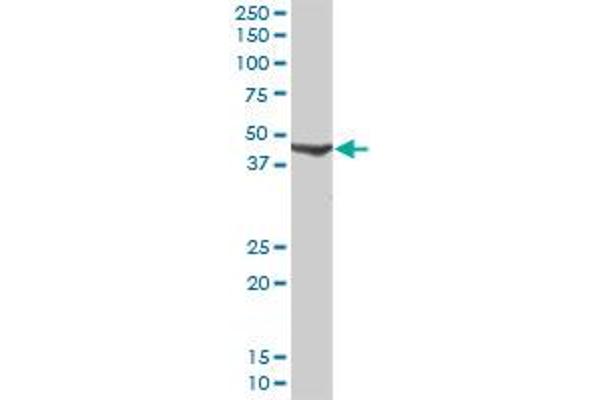 CANT1 antibody  (AA 1-401)