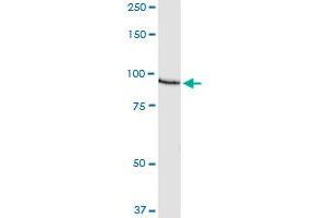 Immunoprecipitation of AKAP8 transfected lysate using anti-AKAP8 MaxPab rabbit polyclonal antibody and Protein A Magnetic Bead , and immunoblotted with AKAP8 purified MaxPab mouse polyclonal antibody (B01P) . (AKAP8 antibody  (AA 1-692))