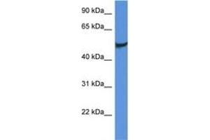 Image no. 1 for anti-Clusterin (CLU) (AA 305-354) antibody (ABIN6746946) (Clusterin antibody  (AA 305-354))