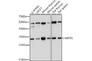 MITD1 抗体