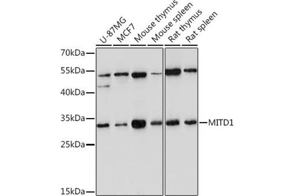 MITD1 抗体