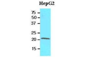 Western Blotting (WB) image for anti-Retinol Binding Protein 4, Plasma (RBP4) (AA 19-201) antibody (ABIN356230) (RBP4 antibody  (AA 19-201))