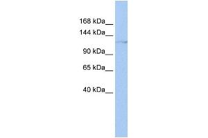 WB Suggested Anti-HLTF Antibody Titration:  0. (HLTF antibody  (N-Term))