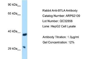 Western Blotting (WB) image for anti-B and T Lymphocyte Associated (BTLA) (C-Term) antibody (ABIN2789021) (BTLA antibody  (C-Term))