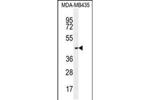 Western blot analysis in MDA-MB435 cell line lysates (35ug/lane). (OR2L13 antibody  (C-Term))