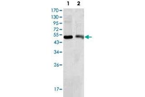 Western blot analysis of BDH1 monoclonal antibody, clone 1A5  against HepG2 (1) and NIH/3T3 (2) cell lysate.