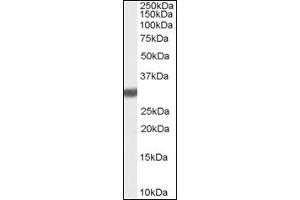 Image no. 1 for anti-Latexin (LXN) (C-Term) antibody (ABIN374848) (Latexin antibody  (C-Term))