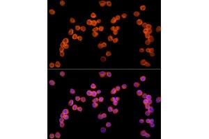Immunofluorescence analysis of K-562 cells using Ube2L3 / UBCH7 Rabbit mAb (ABIN7271178) at dilution of 1:25 (40x lens). (UBE2L3 antibody)