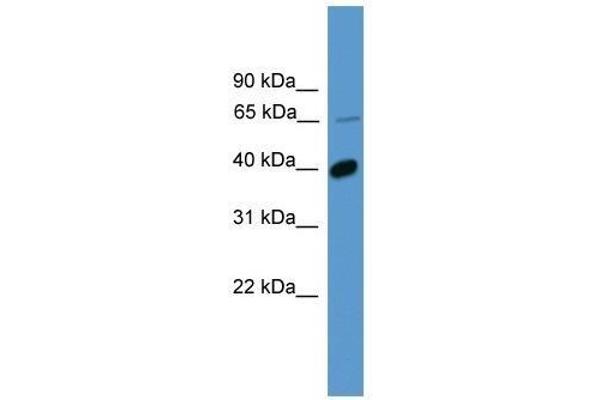 OR2B2 antibody  (C-Term)