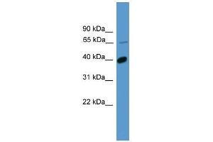 Western Blot showing OR2B2 antibody used at a concentration of 1.