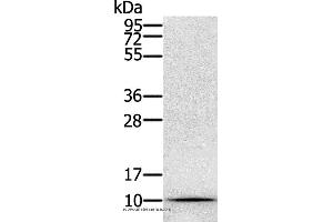 Western blot analysis of Hela cell, using GLRX Polyclonal Antibody at dilution of 1:800 (Glutaredoxin 1 antibody)