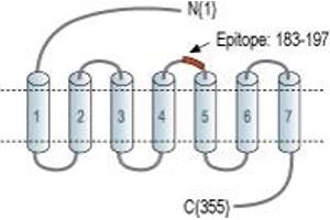 anti-Chemokine (C-C Motif) Receptor 3 (CCR3) (2nd Extracellular Loop), (AA 183-197) antibody