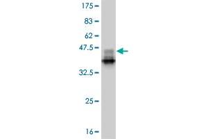 Western Blot detection against Immunogen (38. (SMAD9 antibody  (AA 146-260))