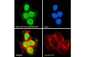(ABIN185217) Immunofluorescence analysis of paraformaldehyde fixed A431 cells, permeabilized with 0. (BAF53A and BAF53B (C-Term) antibody)