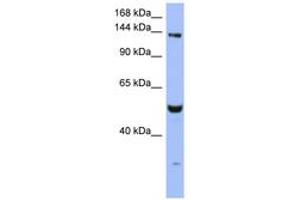 Image no. 1 for anti-MutS Homolog 6 (E. Coli) (MSH6) (AA 251-300) antibody (ABIN6743061) (MSH6 antibody  (AA 251-300))