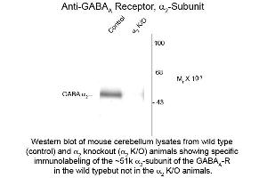 Western Blot of Anti-GABA(A) Receptor alpha 2 (Rabbit) Antibody - 600-401-D45 Western Blot of Anti-GABA(A) Receptor alpha 2 (Rabbit) Antibody. (GABRA2 antibody  (Cytoplasmic Loop))