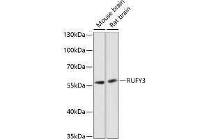 Western blot analysis of extracts of various cell lines, using RUFY3 antibody  at 1:3000 dilution.