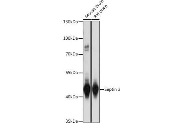 Septin 3 anticorps  (AA 179-358)