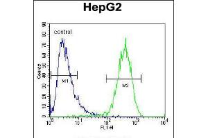 Flow cytometric analysis of HepG2 cells (right histogram) compared to a negative control cell (left histogram). (ABCC10 antibody  (AA 767-793))