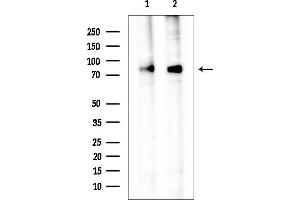 anti-Cyclin F (CCNF) (C-Term) antibody