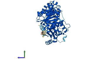 Protein Structure (PS) image for Tubulin, alpha 8 (TUBA8) (AA 1-449) protein (His tag) (ABIN7544265)