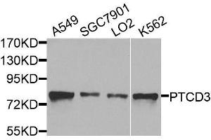 Western blot analysis of extracts of various cell lines, using PTCD3 antibody. (PTCD3 antibody  (AA 450-689))