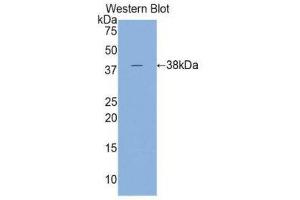 Western Blotting (WB) image for anti-Cardiac Troponin T (cTnT) (AA 1-295) antibody (ABIN1860821) (Cardiac Troponin T2 antibody  (AA 1-295))