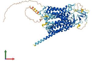 AlphaFold protein structure predicition of Mouse Recombinant Slco2b1 Protein, UniprotID Q8BXB6 (SLCO2B1 Protein (AA 1-683) (His tag))