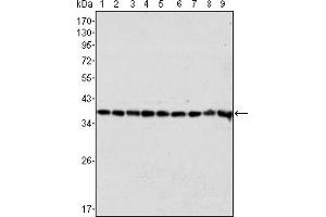 Western blot analysis using GAPDH mouse mAb against Hela (1), A549 (2), A431 (3), MCF-7 (4), K562 (5), Jurkat (6), HL60 (7), SKN-SH (8) and SKBR-3 (9) cell lysate. (GAPDH antibody)