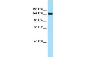 WB Suggested Anti-CD109 Antibody Titration: 1.
