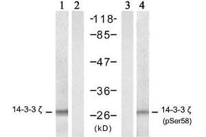 Western blot analysis of extract from NIH/3T3 cells, untreated or treated with TNF-α (20ng/ml, 5 min), using 14-3-3 ζ (Ab-58) antibody (E021188, lane 1 and 2) and 14-3-3 ζ (phospho-Ser58) antibody (E011181, lane 3 and 4). (14-3-3 zeta antibody)