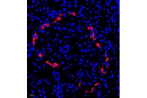 Immunofluorescence of paraffin embedded rat pancreas using GLP1 (ABIN7074053) at dilution of 1:500 (400x lens) (GLP-1 antibody)