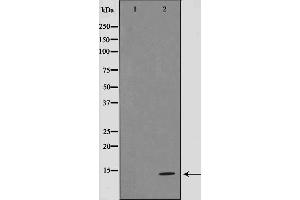 Western blot analysis on 293 cell lysate using Sumo1 Antibody,The lane on the left is treated with the antigen-specific peptide. (SUMO1 antibody  (N-Term))