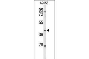 Western blot analysis of FUT3 Antibody (C-term) (ABIN653359 and ABIN2842835) in  cell line lysates (35 μg/lane). (FUT3 antibody  (C-Term))