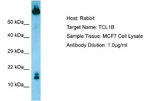 Host: RabbitTarget Name: TCL1BAntibody Dilution: 1. (TCL1B antibody  (N-Term))