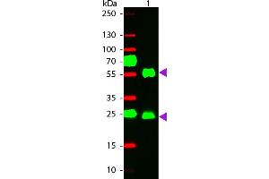 WBM - Mouse IgG (H&L) Antibody 549 Conjugated Pre-Adsorbed Western Blot of 549 conjugated Goat anti-Mouse IgG Pre-adsorbed secondary antibody. (Goat anti-Mouse IgG Antibody (DyLight 549) - Preadsorbed)