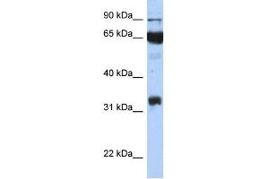 WB Suggested Anti-PTGS1 Antibody Titration:  0. (PTGS1 antibody  (Middle Region))