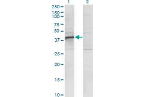 Western Blot analysis of RRAGB expression in transfected 293T cell line by RRAGB monoclonal antibody (M01), clone 2B8. (RRAGB antibody  (AA 1-346))