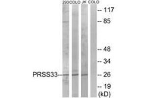 Western blot analysis of extracts from COLO/293/Jurkat cells, using PRSS33 Antibody. (PRSS33 antibody  (AA 18-67))