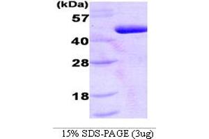 SDS-PAGE (SDS) image for 3-phosphoinositide Dependent Protein Kinase-1 (PDPK1) (AA 29-436) protein (His tag) (ABIN666881) (PDPK1 Protein (AA 29-436) (His tag))