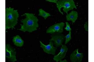 Immunofluorescence staining of A549 cells with ABIN7165582 at 1:100, counter-stained with DAPI. (NSMAF antibody  (AA 1-233))