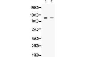Western blot analysis of SMURF1 expression in rat brain extract (lane 1) and MCF-7 whole cell lysates (lane 2).