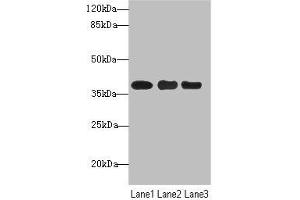 UBE2Z Antikörper  (AA 115-354)