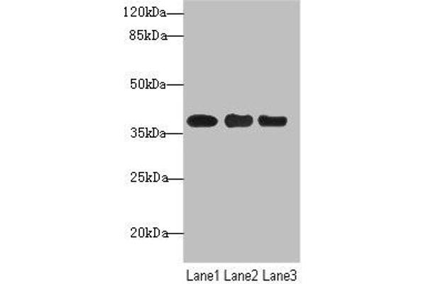UBE2Z antibody  (AA 115-354)