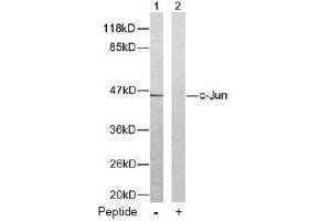 Image no. 2 for anti-Jun Proto-Oncogene (JUN) (Thr93) antibody (ABIN197130) (C-JUN antibody  (Thr93))