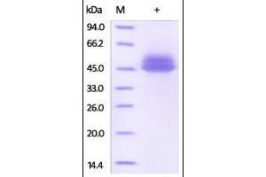 SDS-PAGE (SDS) image for Interleukin 12 beta (IL12B) (AA 23-328) (Active) protein (His tag) (ABIN2181334)