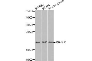 Western blot analysis of extracts of various cell lines, using DIABLO antibody (ABIN5971389) at 1/1000 dilution. (DIABLO antibody)