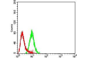 Flow cytometric analysis of SK-N-SH cells using CHRND mouse mAb (green) and negative control (red).