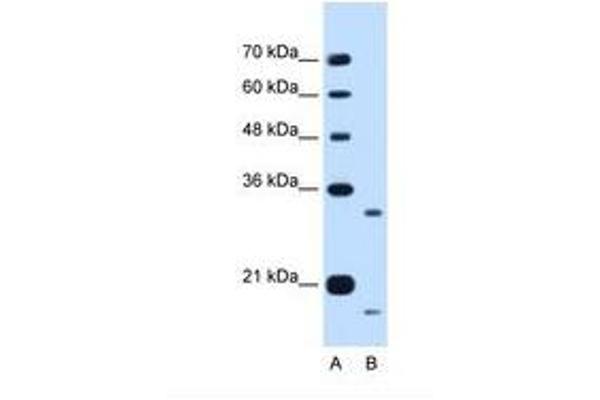 CCPG1 antibody  (AA 301-350)